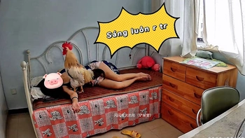 Gà trống nhảy lên giường gáy đánh thức cô chủ ngủ nướng