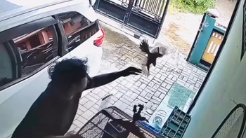 Chàng trai có màn phản xạ bắt chim nhanh hơn mèo