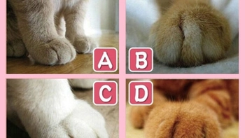 Quiz: Lựa chọn nhìn thấu cách bạn hành xử khi yêu