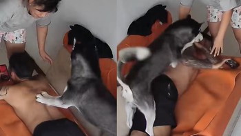 Ông chủ hú hồn khi được Husky đấm lưng