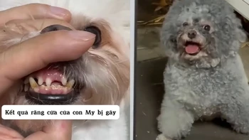 Chú chó lén lút sám hối vì làm đồng bọn gãy răng siêu hài