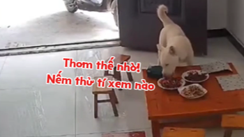 Chú chó thưởng thức ngon lành mâm cơm gia chủ vừa dọn lên