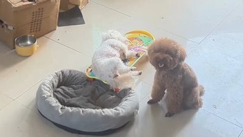 Chú chó thông minh biết giúp chủ mang nệm đi phơi
