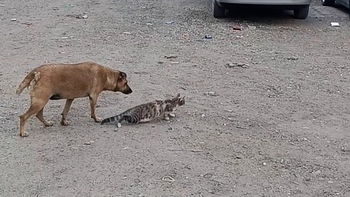 Mèo rình bắt chim bị chó hù hú hồn