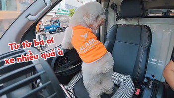 Chú chó làm lơ xe cho ông chủ lái ô tô sang đường