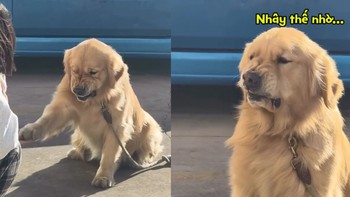 Chú chó khó chịu vì phải bắt tay với người lạ