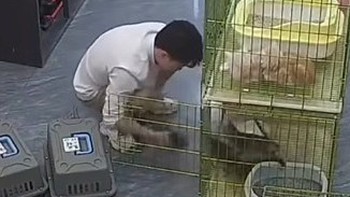 Thanh niên vã mồ hôi với đàn mèo con