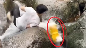 Chú chó ngã nhào xuống nước vì cậu chủ có tính... lo xa