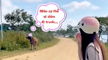 Cô gái cười đau bụng với chú 'Ngưu ma vương' nhút nhát