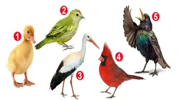 Quiz: Bạn yêu đời hay là người có tư duy phân tích sắc bén