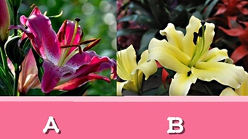 Quiz: Vận may nào sắp gõ cửa chào đón bạn trong năm 2026?