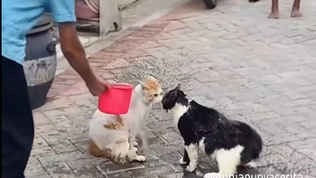 Dùng nước lạnh đổ lên đầu hai con mèo để ngăn cản chúng đánh nhau