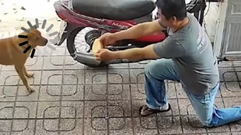 Chú chó giật bắn mình vì ông chú bán bánh mì kì lạ