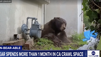 Hai tháng sống 'chung nhà' với chú gấu đen 260kg