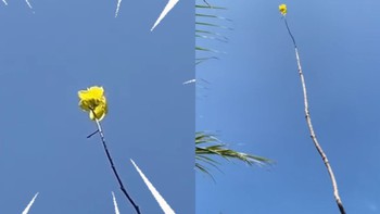 'Siêu mẫu' làng mai 2026 lộ diện