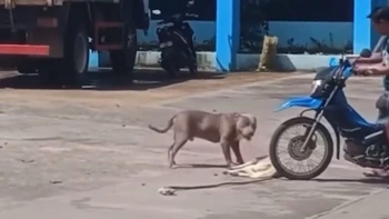 Chú chó nằm giả chết để không bị Pitbull cắn