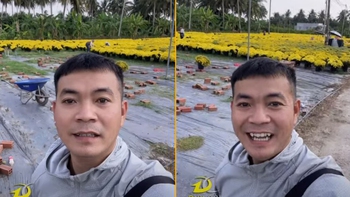 Rộ xu hướng 'giải cứu cúc mâm xôi' khắp cõi mạng