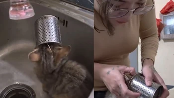 Cô chủ khóc thét với chú mèo nghịch ngợm bị kẹt đầu vào rổ