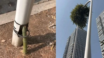 Một cây tre thành biểu tượng nghị lực vì cách mọc 'hổng giống ai'