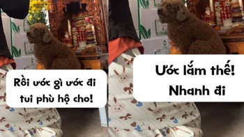 Chó cưng ngồi lên bàn thờ Ông Địa cho cô chủ khấn