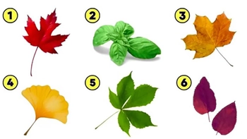 Quiz: Bạn hướng ngoại hay là người ôn hòa, thận trọng