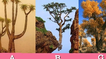 Quiz: Chọn cây đại thụ cô đơn nhất và xem bạn được lòng người đến đâu
