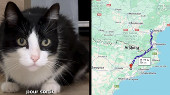 Chú mèo 'phượt thủ' đi bộ 250km từ Tây Ban Nha về Pháp vì một điều