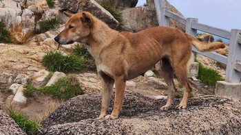 Chú chó vàng dẫn đường ở Mũi Điện gây bão mạng