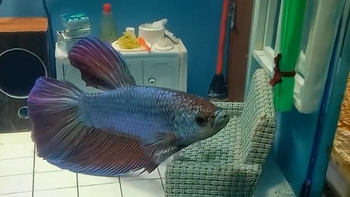 Thanh niên làm hẳn căn nhà đầy đủ nội thất cho đàn cá kiểng