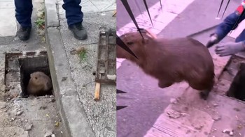 Giải cứu chú chuột bị mắc kẹt dưới cống