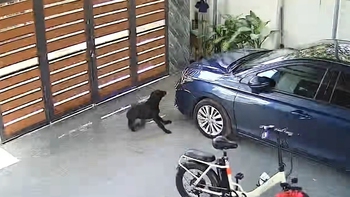 Chú chó đập mặt vào ô tô vì nền sân trơn trượt