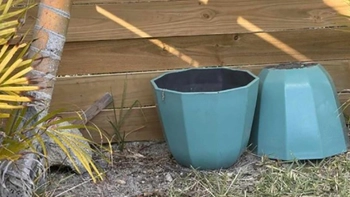 Người đôi mắt tinh tường mới thấy con thằn lằn ở đâu