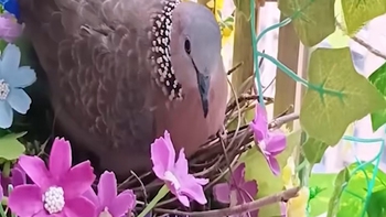 Cô gái hạnh phúc khi thuần hóa được gia đình chim cu gáy