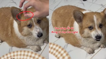 Chú chó nổi cáu vì bị cậu chủ troll