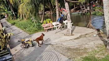 Người đàn ông thót tim khi thấy hàng xóm 'phi' từ nhà xuống hồ