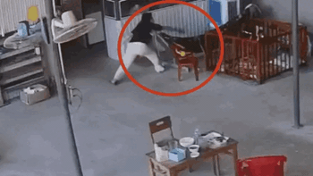 Nổi da gà khoảnh khắc mẹ liều mạng cứu con nhỏ khỏi bé na