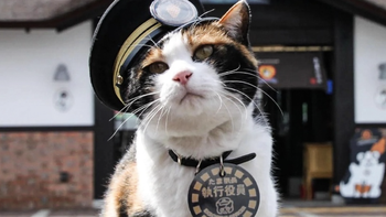 Một chú mèo vừa được bổ nhiệm làm... trưởng ga tàu