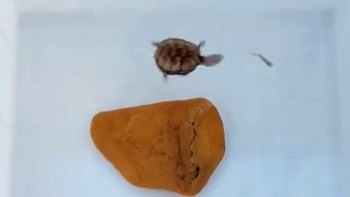 Khoảnh khắc rùa rượt đuổi cá kịch tính như phim hành động