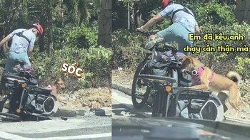 Chú chó ngã sấp mặt khi đang hóng gió