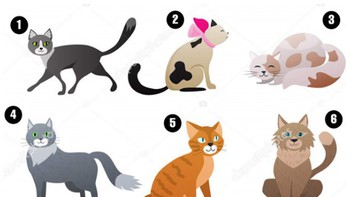 Quiz: Bạn thuộc kiểu người nào?