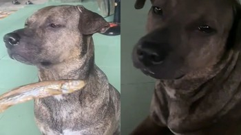 Chú chó giận 'chảy nước mắt' vì cô chủ nhây