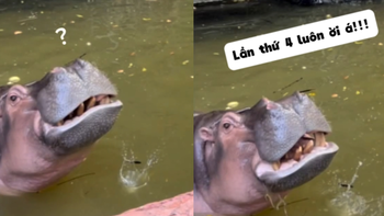 Bực hết cả hà mã
