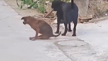 Chú chó hổ báo sợ quéo giò khi gặp chó 'đại ca'