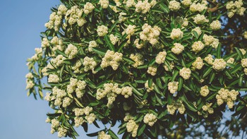 Dân mạng chia phe vì hoa sữa, chung cư phải phun nước cho rụng bớt