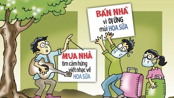 Mua nhà vì hoa sữa, bán nhà cũng tại hoa sữa