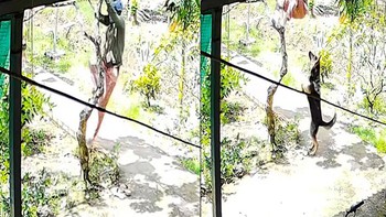 Người phụ nữ vội leo lên cây để không bị chó cắn