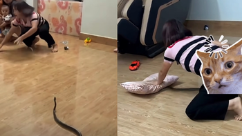 Màn bắt rắn bằng tay không của người phụ nữ khiến dân mạng trầm trồ