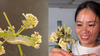 Được tặng hoa kèm 'thú cưng', cô gái khiến dân mạng bật cười vì phản ứng sau đó