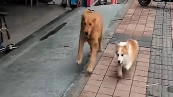Hai chú chó rủ nhau đấu 'võ mồm'