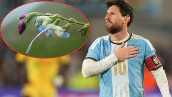 Loài hoa vừa mang tên Messi đã sắp… tuyệt chủng